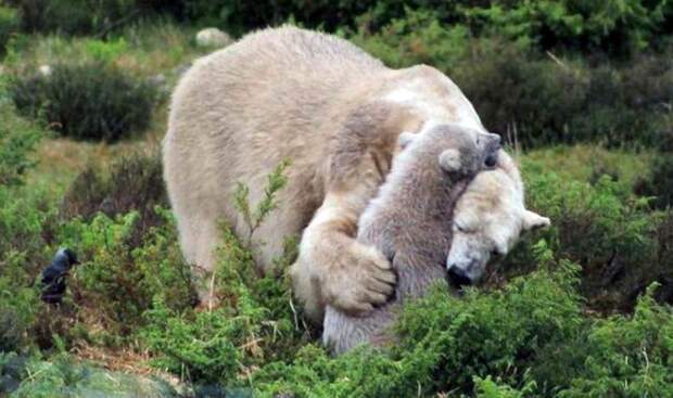 Белый медвежонок попал в курьезную ситуацию