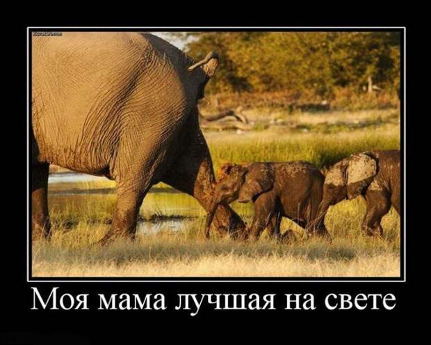 Подборка свежих демотиваторов для хорошего настроения (12 фото) Подборка свежих демотиваторов для хорошего настроения (12 фото)
