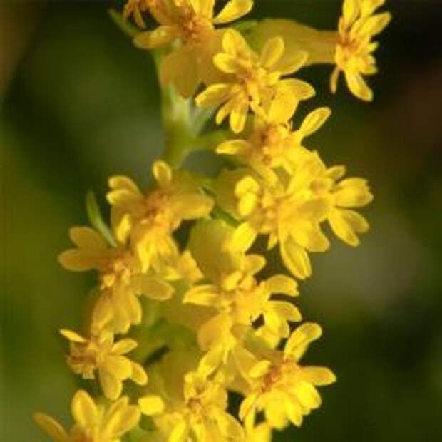 Солидаго (Solidago)