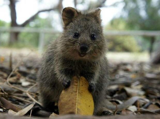 quokka1