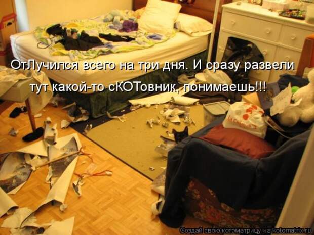 Лучшие котоматрицы недели (50 фото)