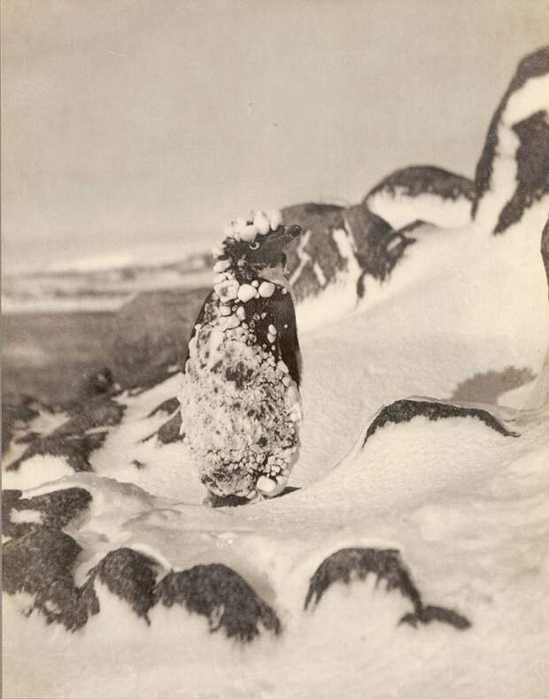 Замерзший пингвин Адели Дуглас Моусон, австралия, антарктида, изучение Антарктики, научная экспедиция, полярные исследователи, поход во льдах, фотосвидетельства