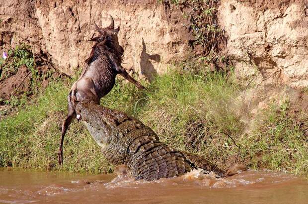 Нильский крокодил нападает