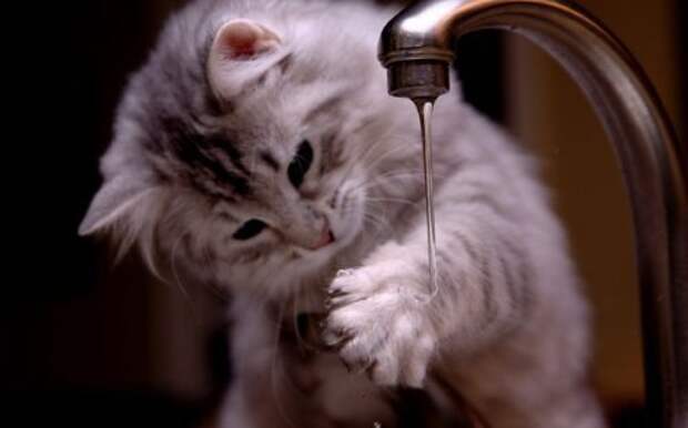 Неправильные коты  вода, кот