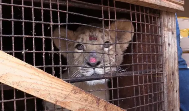 Волгоградцам предлагают придумать имена спасенным львятам и пуме