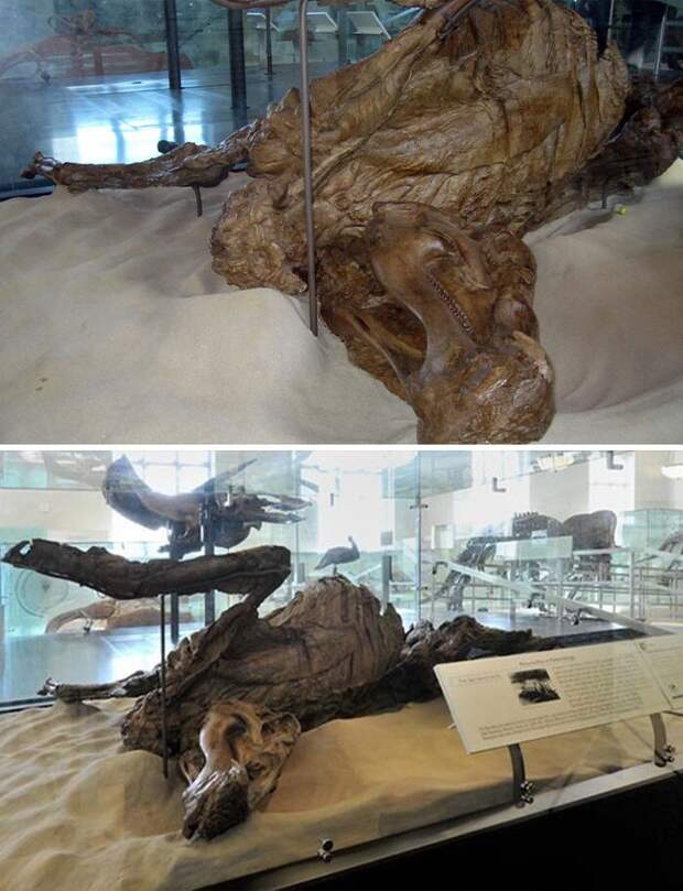 Эдмонтозавр