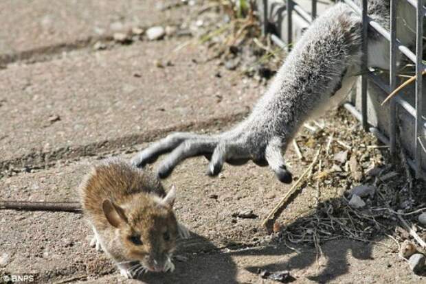 http://animalworld.com.ua/images/2009/September/Foto/1/Lemur_1.jpg