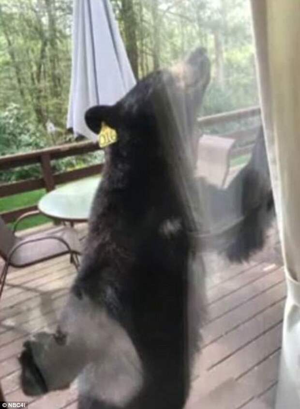 Домохозяйка сняла репортаж о том, как в ее дом ломился медведь живая съемка, животные, медведь, нежданное вторжение