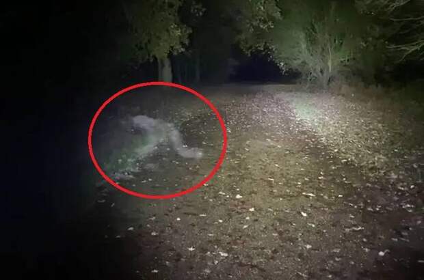 Перебегающее дорогу полупрозрачное существо сняли на видео в парке