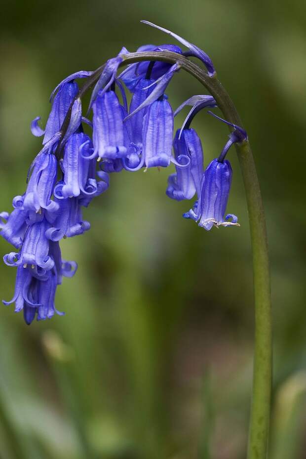 Гиацинтоидес 1