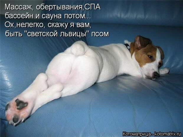 Лучшие котоматрицы недели (50 фото)