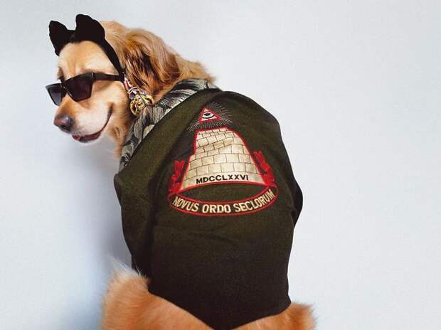 https://static.boredpanda.com/blog/wp-content/uploads/2018/07/iconic-madonna-scenes-dog-recreation-maxdonna-vincent-flouret-5b5ae491250bb__700.jpg