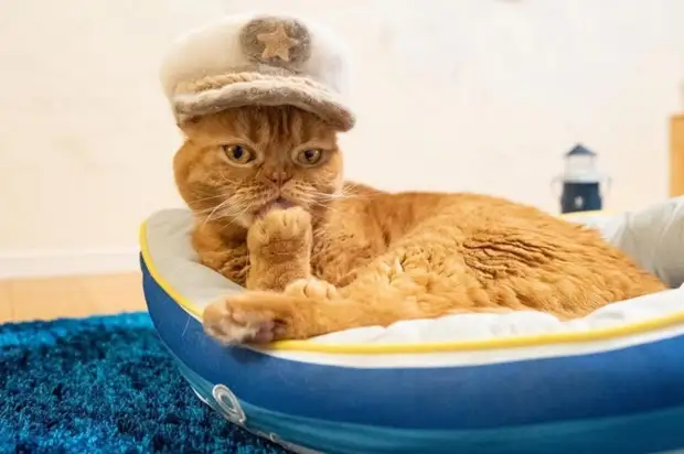 Семья из Японии начала делать шапочки своим котам