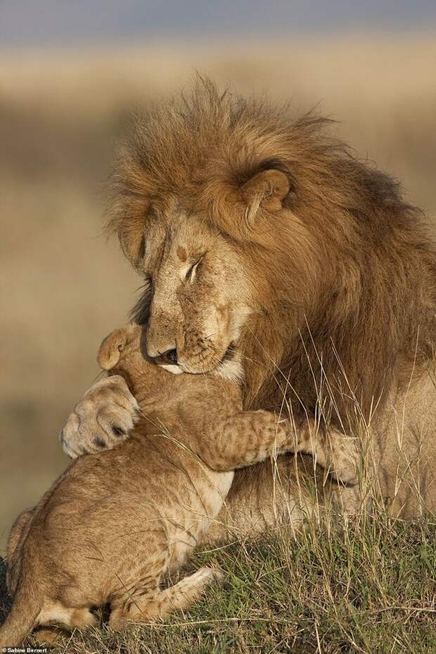 1. Отец и сын. Фотограф - Сабина Бернерт (Sabine Bernert) дикая природа, дикие животные, животные, лучшие фото, львы, подборка, фото, хищники
