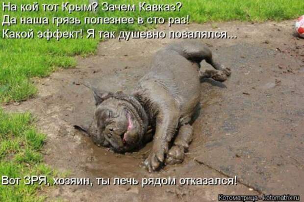 Котоматрицы(картинки с надписями)