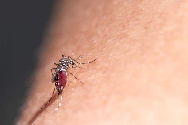 12 животных, чьи укусы могут иметь серьезные последствия для нашего здоровья