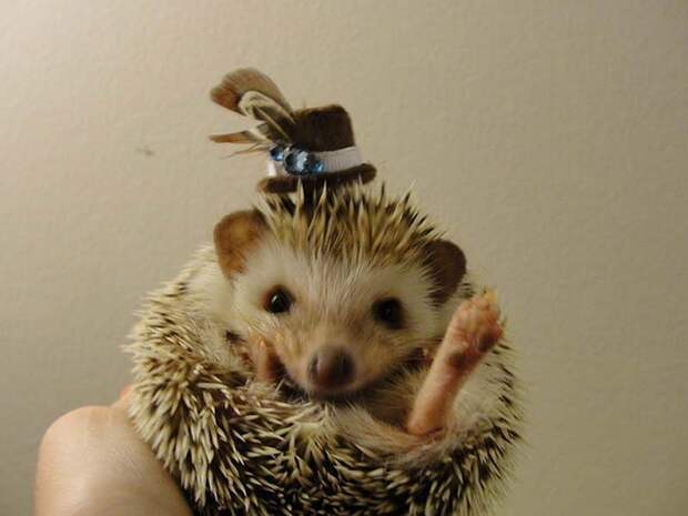 Hedgehog For Halloween 6 Как нарядить ёжика на праздник