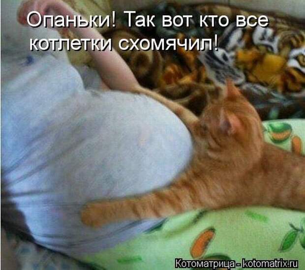 Лучшие котоматрицы недели (50 фото) Лучшие котоматрицы недели (50 фото)