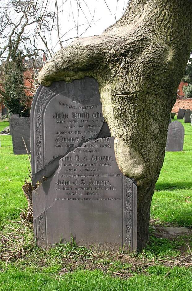 9. Надгробие и дерево = вечность беспощадность времени, интересно, неумолимость времени, фото