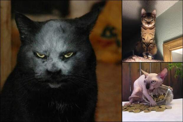 16 фото, авторы которых ценой жизни запечатлели сатанинскую сущность котов домашний питомец, животные, коты, милота, фото