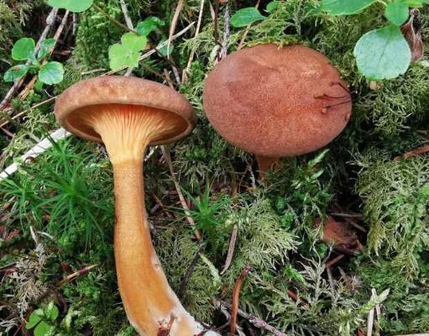 Биологи Коми обнаружили в Печоро-Илычском заповеднике редкий гриб