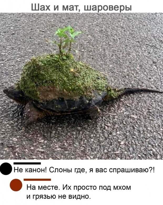 Никогда еще доводы сторонников плоской земли не были столь убедительными Никогда еще доводы сторонников плоской земли не были столь убедительными