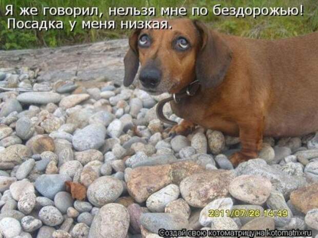 Котоматрицы