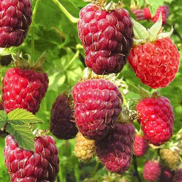 Малиновое дерево — новый тренд в борьбе за урожай