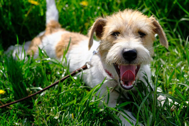 Эксперт Балагуров перечислил риски, которые грозят питомцам весной