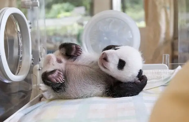 Удивительные фото 5-недельного детеныша панды, который улыбается и машет из своего инкубатора