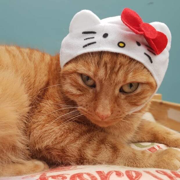 Милые котики в маленьких шапках и шляпах