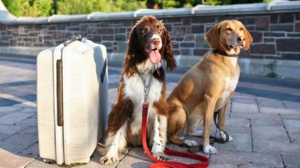 Собаки с чемоданом