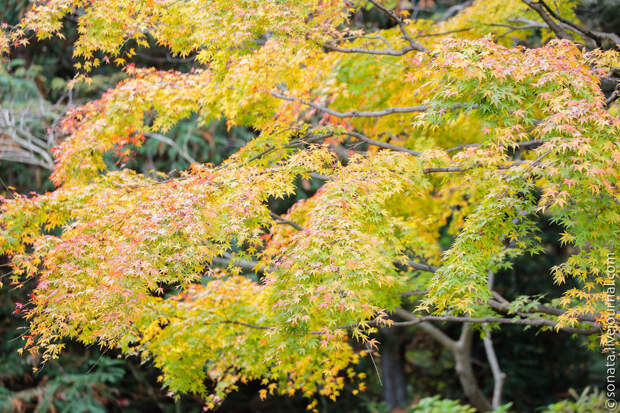 268 Клёны в ботаническом саду Кобе 