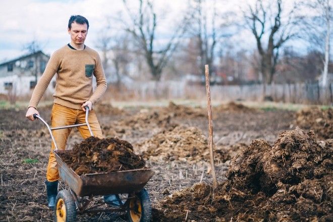 как посадить дерево с прививкой