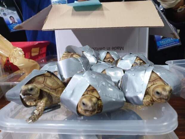 Брошенная контрабанда: в филиппинском аэропорту нашли более 1500 черепах, замотанных клейкой лентой в мире, животные, люди, таможня, черепаха