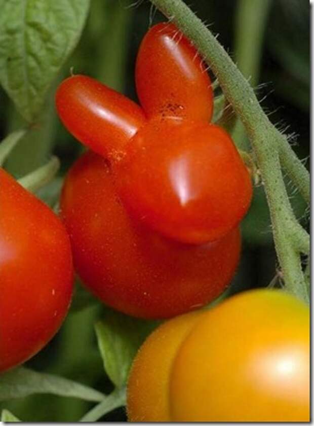 unusual-fruit-and-vegetables17