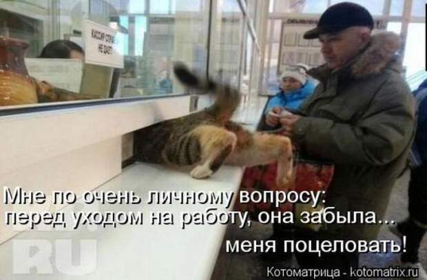 Котоматрицы (картинки с надписями)