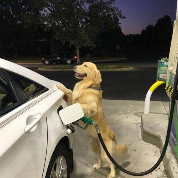 Картинки по запросу авто собака автоюмор