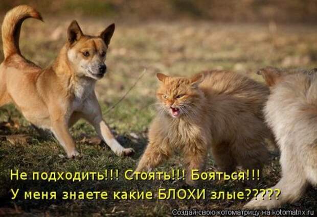Новая котоматрица за неделю