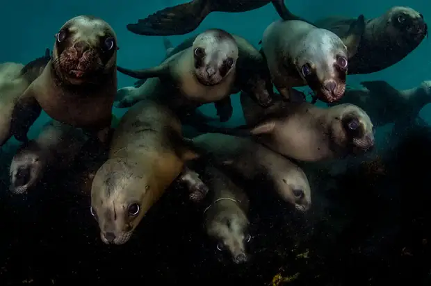 30 ����������� ��������� ������� �������� OCEAN ART 2019 (36 ������ ���������� ����)