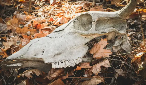 Города Свердловской области получат 9,4 млн рублей на утилизацию трупов животных