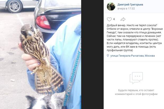Сокола без лапы спас житель на Генерала Рычагова