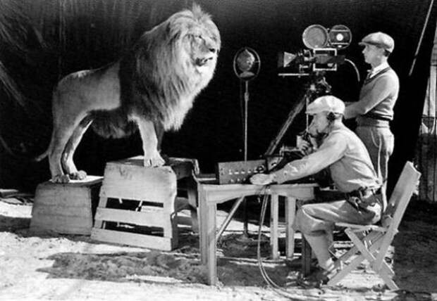 Съемка знаменитого львиного рыка на заставку MGM