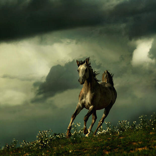 Фотографии лошадей от Wojtek Kwiatkowski