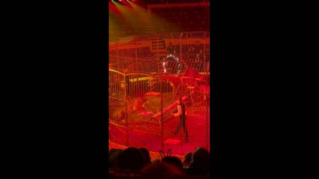 Video: VivaCut_video_1734628516013_1080HD.mp4