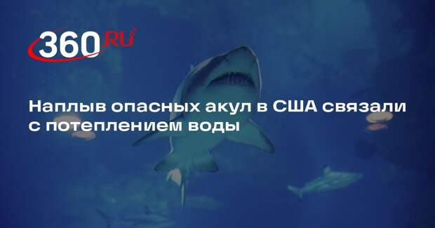 Наплыв опасных акул в США связали с потеплением воды
