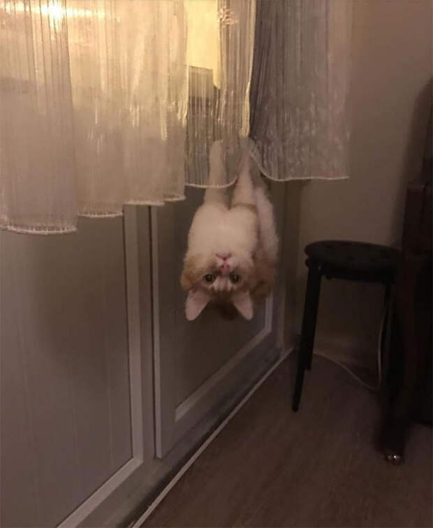 10 фото кошек, которые нарушили законы физики