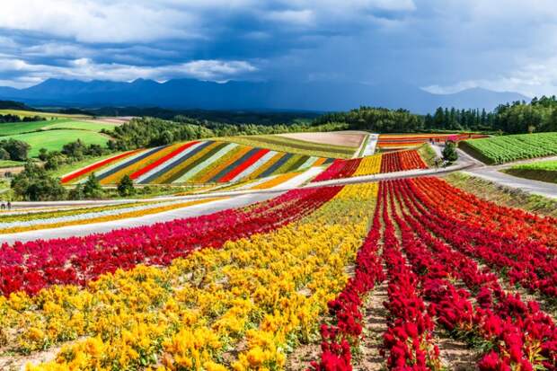 Японская цветочная ферма