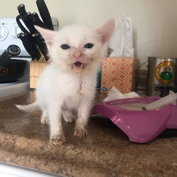 Котенок объелся Грязный котенок