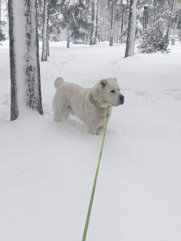 Рустам Минниханов поделился зимней фотографией Акдуса